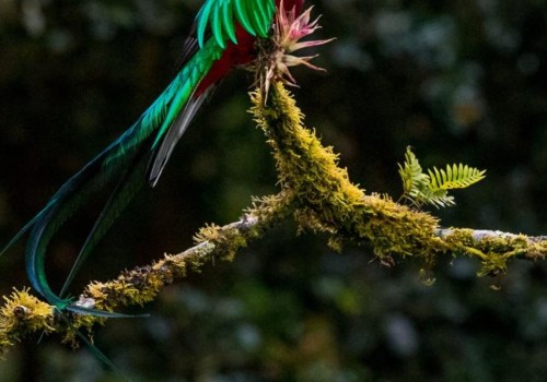 Bird Watching Tours for the Panama Canal